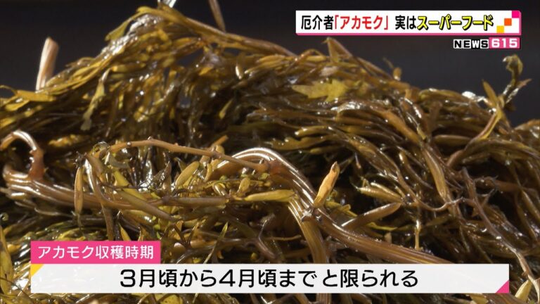 厄介者の海藻「アカモク」スーパーフードとして静岡の新しい名産品に