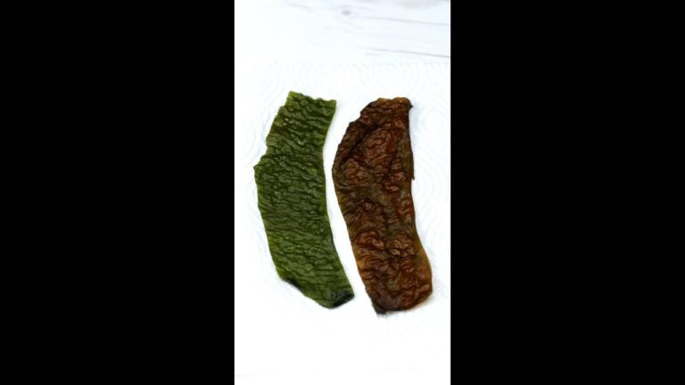 【色の変化が面白い】生ワカメはこうやって食べるのが正解！ / Seaweed Shabu-shabu #shorts