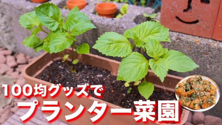 【１００均・ダイソーグッズ】３００円ちょいで自宅で楽しめる！プランター菜園／家庭菜園【kattyanneru】