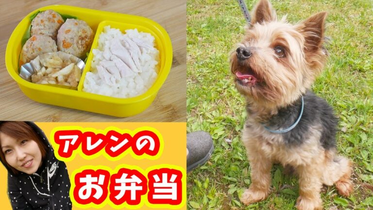 【ゴールデンウィーク】 犬用手作りお弁当作ってアレンとピクニック【kattyanneru】