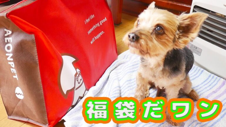 【2017 福袋】イオンペット 犬用 福袋でアレン大興奮！【ネタバレ】