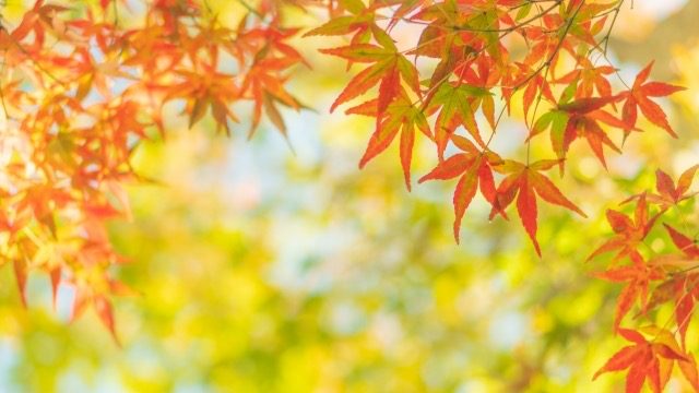 秋の紅葉