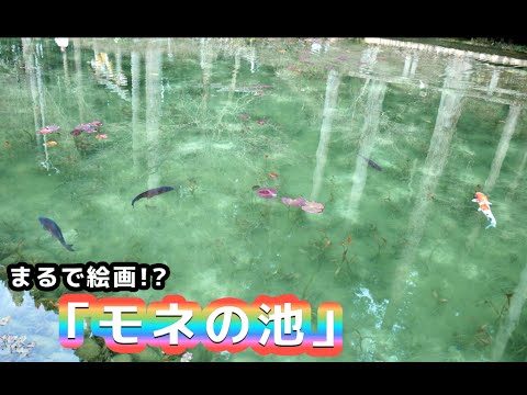 【絶景】まるで絵画！話題の「モネの池」行ってきた【Monet Pond】