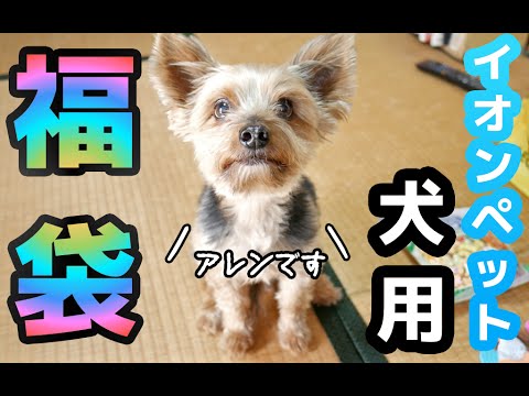 イオンペット「犬用福袋」でアレン大興奮！？