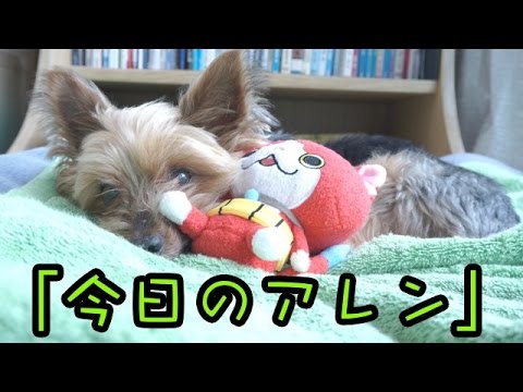 【犬動画】今日のアレン「寝るアレン」
