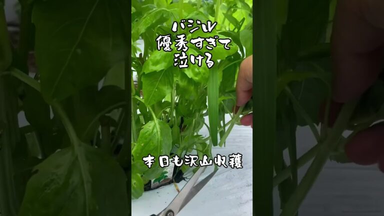 素人が野菜育ててみた Part12 7月27日 #shorts #家庭菜園 #gardening