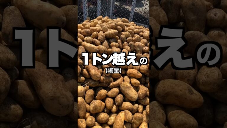 【ポテト好きにみてほしい🥔】1トン越え‼︎滅多に見られへん北海道で体験した貴重な映像#shorts